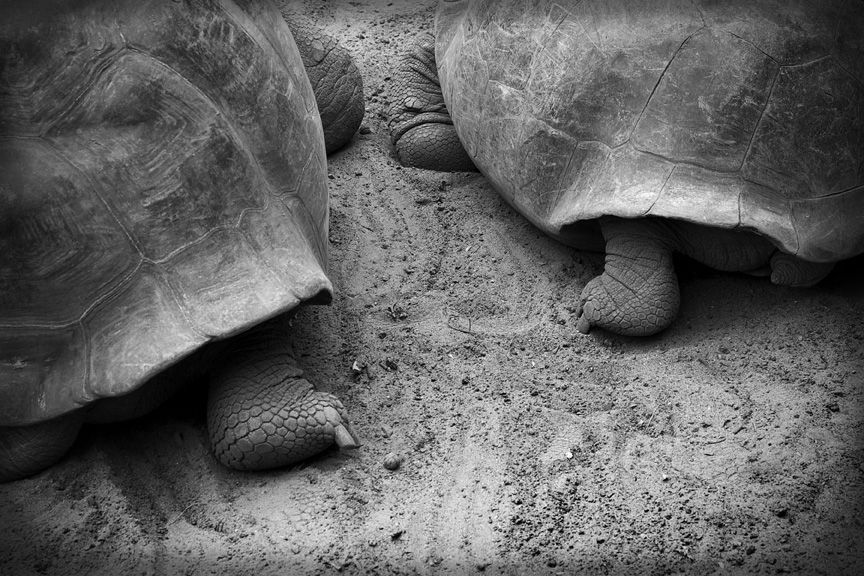 Journal image