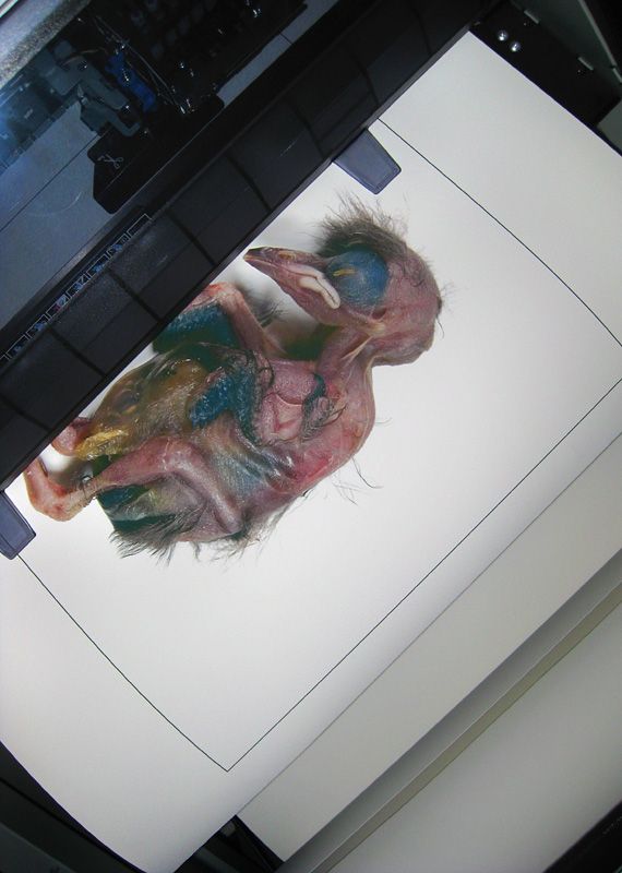 A print emerging from Jeff’s monster EPSON 5million (ok, thats not a real model number. But it’s huge). The reds in this image proved incredibly difficult to dial in.