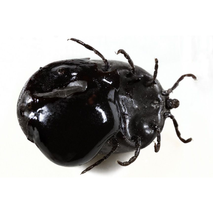 “Gluttony (Engorged Wood Tick, Turtle Mountain Indian Reservation, North Dakota)”, photo/digital, 2010
