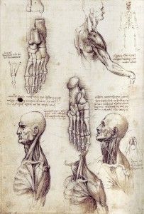 Anatomical Study from Cadavers